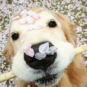 国产在线观看精品
